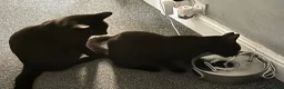 Mixed Breed cats for sale:  **  twin brothers  in Barnsley - Advert 3