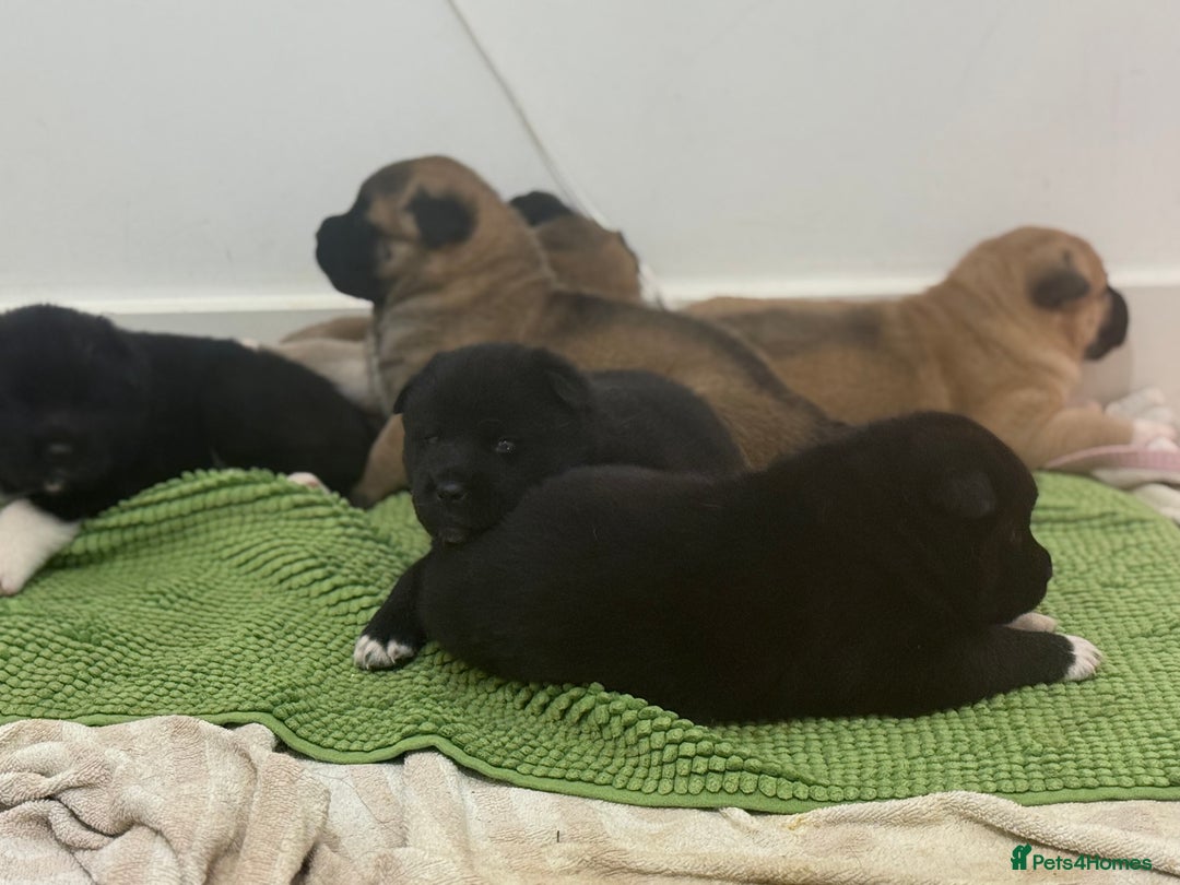 Akita dogs for sale: American Akita puppies - Advert 13