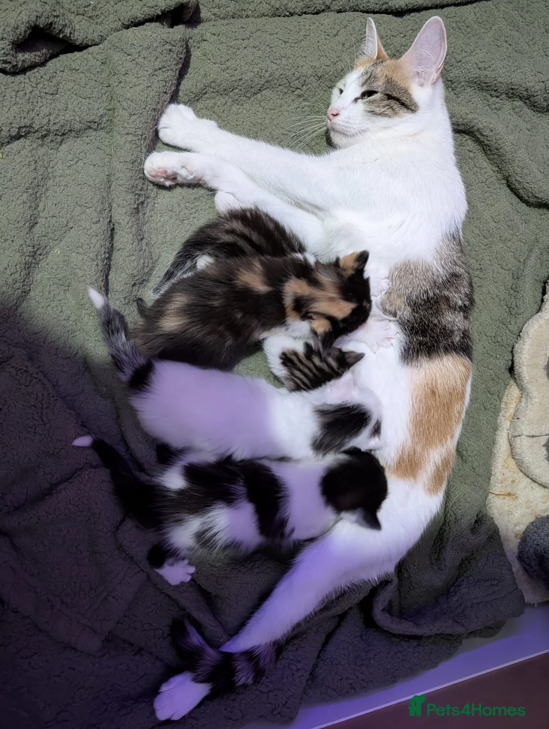 Mixed Breed cats for sale: Beautiful kittens. in Porth - Advert 5