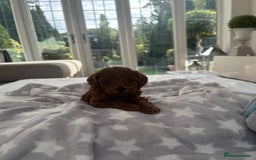 Cavapoo dogs for sale: EXTENSIVELY HEALTH TESTED Red Cavapoos - Image 5