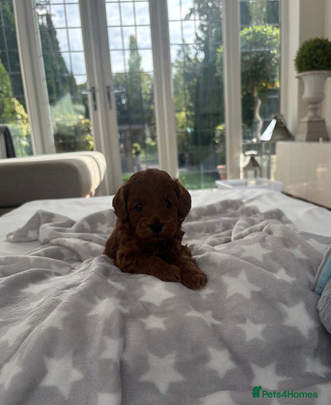 Cavapoo dogs for sale: EXTENSIVELY HEALTH TESTED Red Cavapoos - Image 5