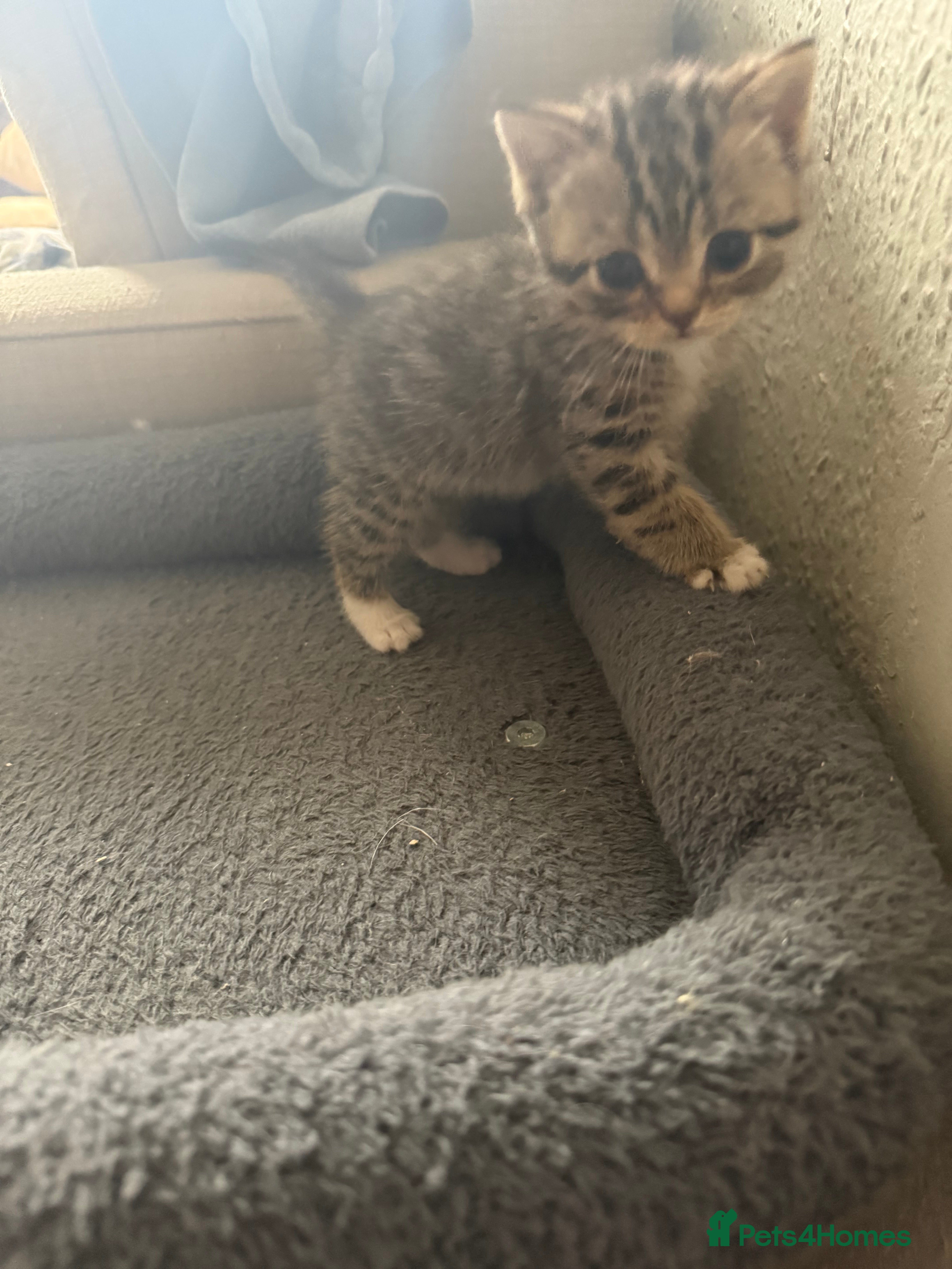Mixed Breed cats Kitten  - Advert 2