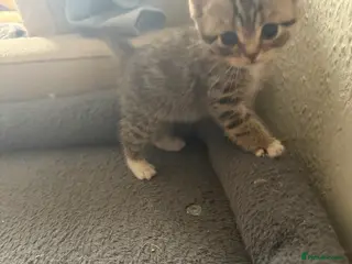 Mixed Breed cats Kitten - Advert 1