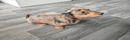 Dachshund dogs for sale: Mini Dachshund Puppy - Silver Dapple - 10 weeks in Grimsby - Advert 2