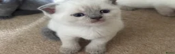 Scottish Fold cats for sale: Scottish fold and strait kittens - Advert 3