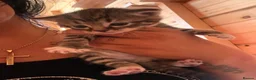Mixed Breed cats for sale: Kittens  in Ross-on-Wye - Advert 3