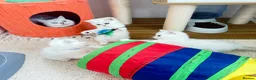 British Shorthair cats for sale: 😻TICA British Shorthair kittens 😻 - Advert 3