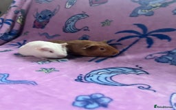 Guinea Pig rodents for sale: Beautiful Baby Brothers. Ghost & Pumpkin - Image 2