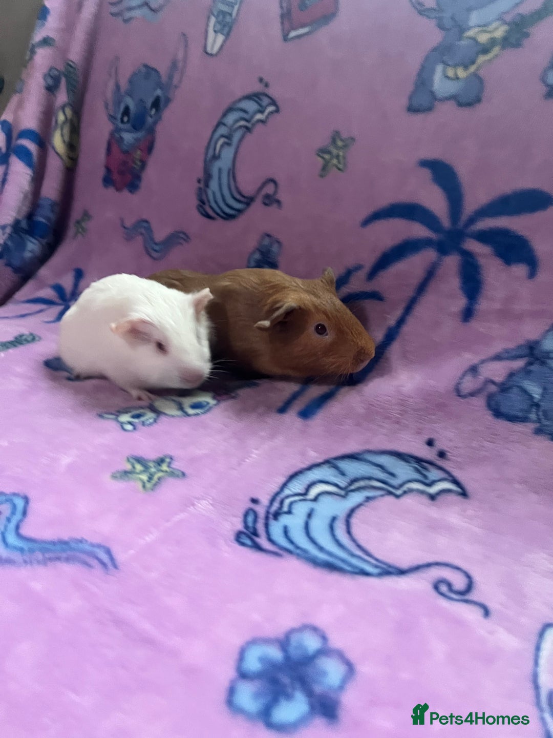 Guinea Pig rodents for sale: Beautiful Baby Brothers. Ghost & Pumpkin - Image 2
