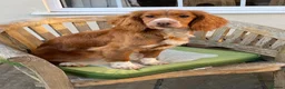 Cocker Spaniel dogs for sale: Working cocker spaniel pups in Winsford - Advert 7