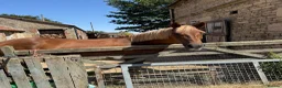 Irish Cob horses for sale: Lovely little mare - Advert 6