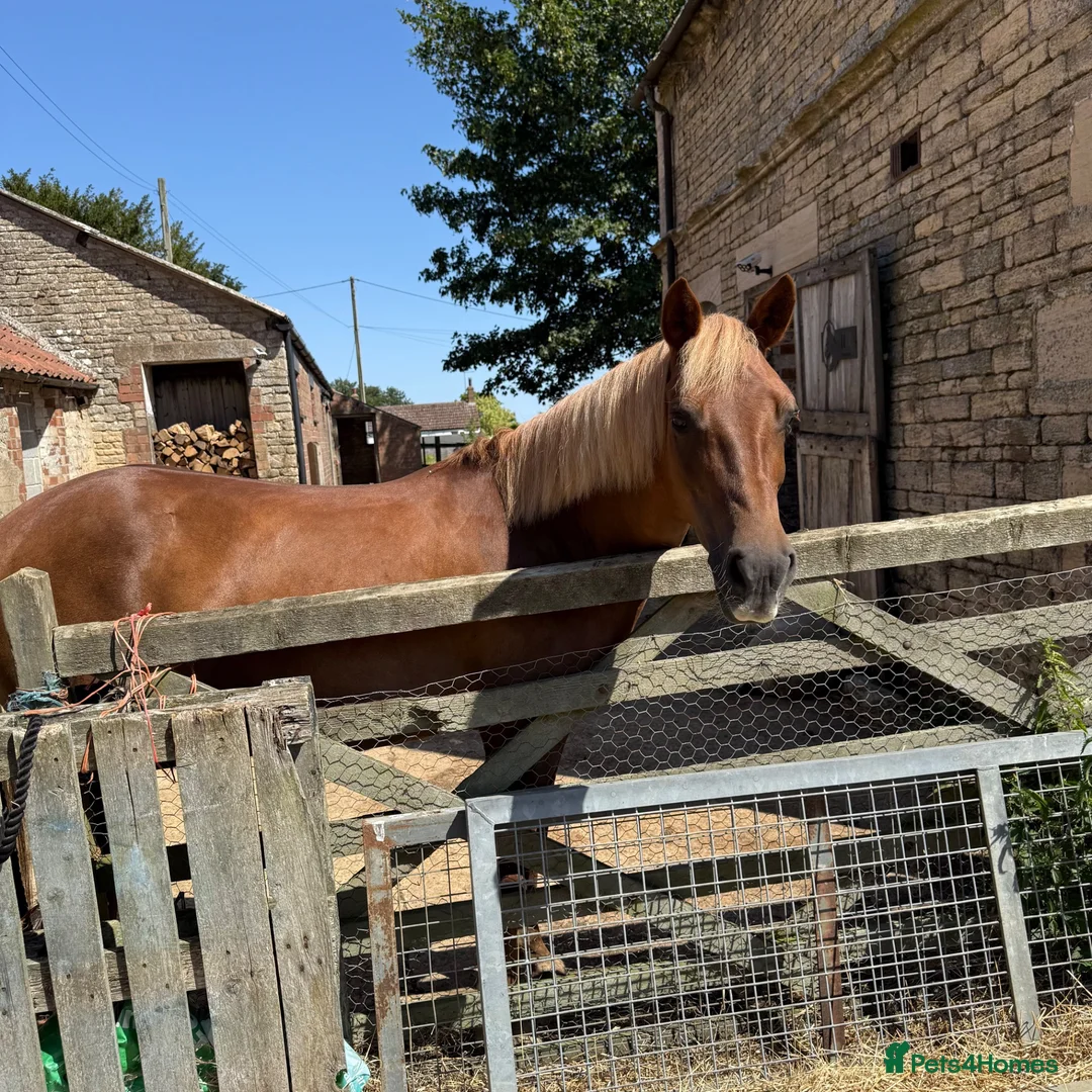 Irish Cob horses for sale: Lovely little mare - Advert 6