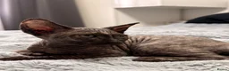 Sphynx cats for sale: Three 😍Sphynx Kittens  in Corby - Advert 9
