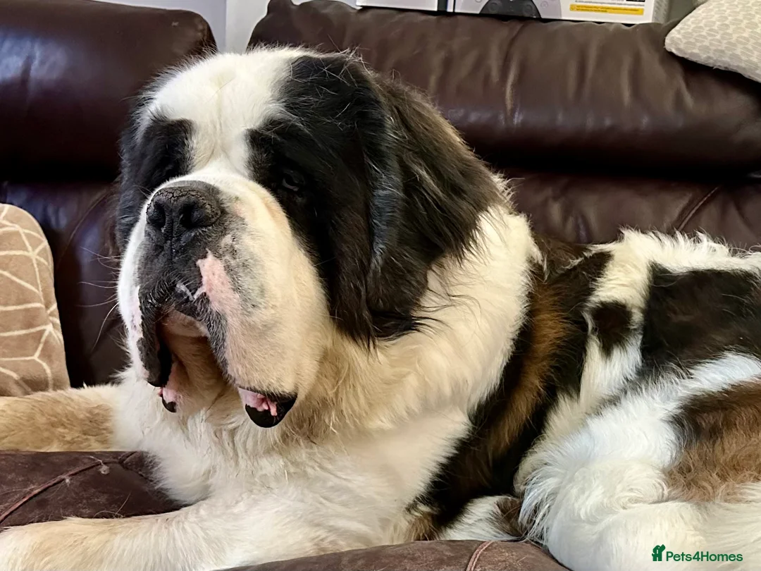 Saint Bernard dogs for sale: Saint looking for forever home in Exeter - Advert 2