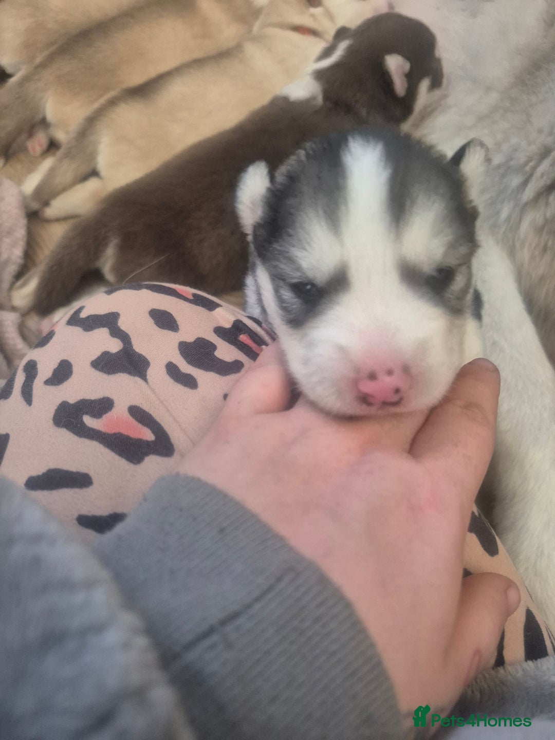 Alaskan Malamute dogs for sale: Beautiful husky malmute puppies - Advert 19