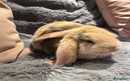 French Lop rabbits for sale: Pure bred French lop bunnies - Image 15