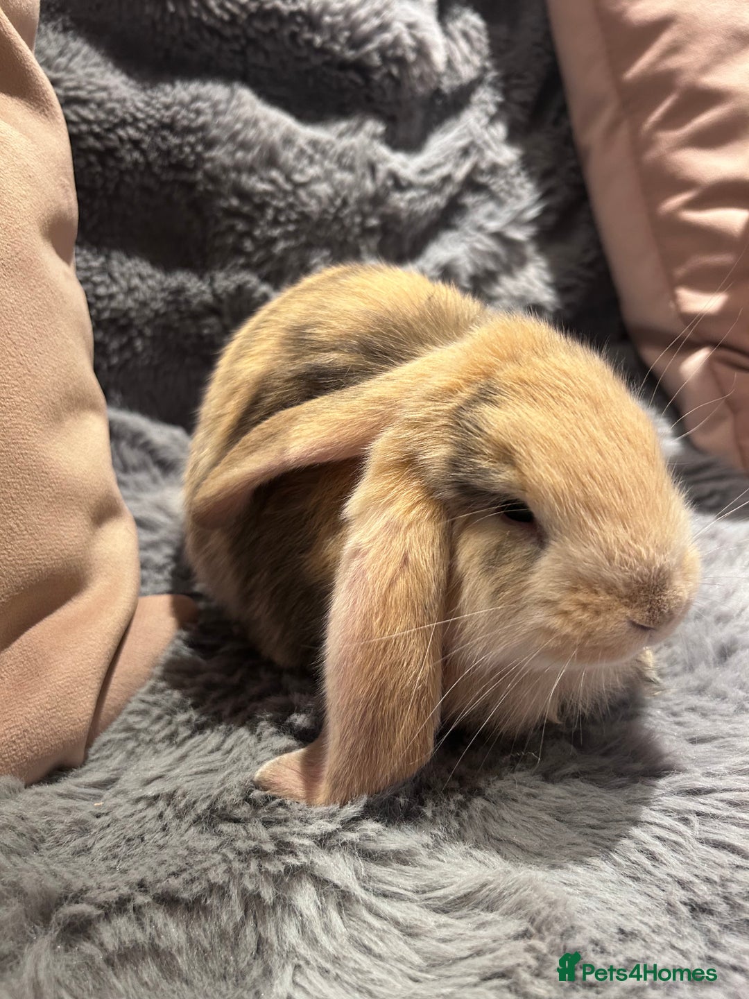 French Lop rabbits for sale: Pure bred French lop bunnies - Image 15