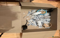 Gerbil rodents for sale: 4 gerbils for sale, in LONDON - Image 9