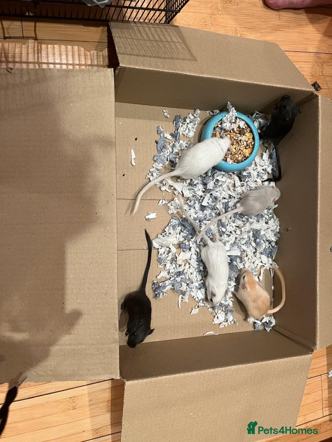 Gerbil rodents for sale: 4 gerbils for sale, in LONDON - Image 9