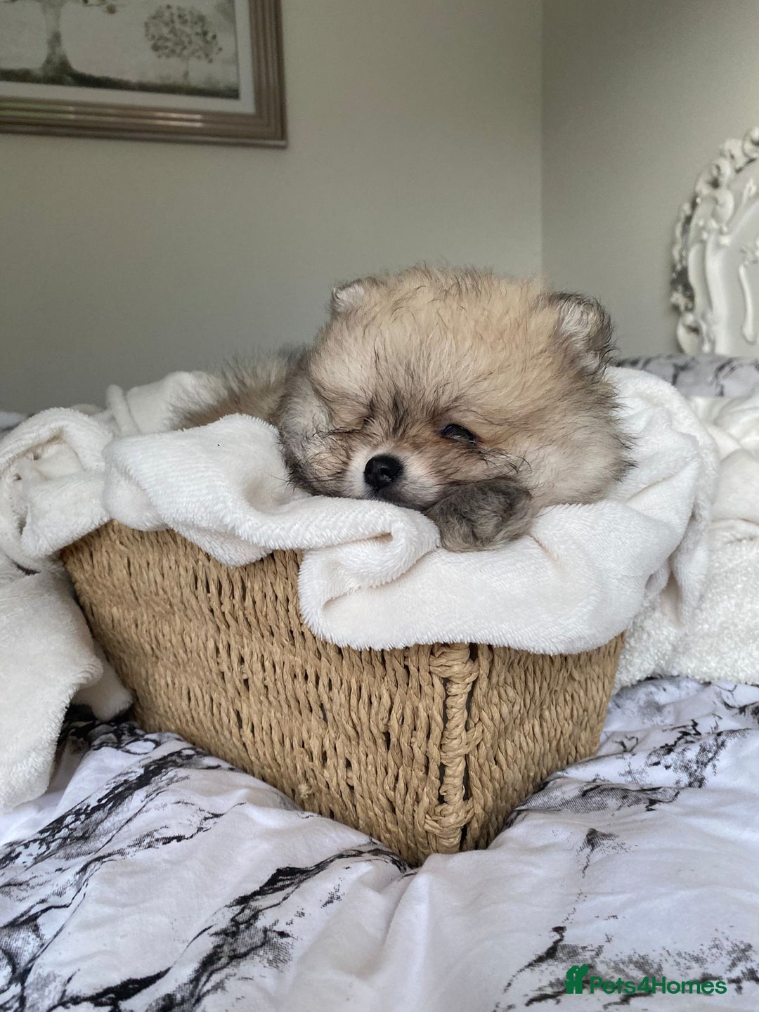 Pomeranian dogs for sale: Pomeranian  - Image 7