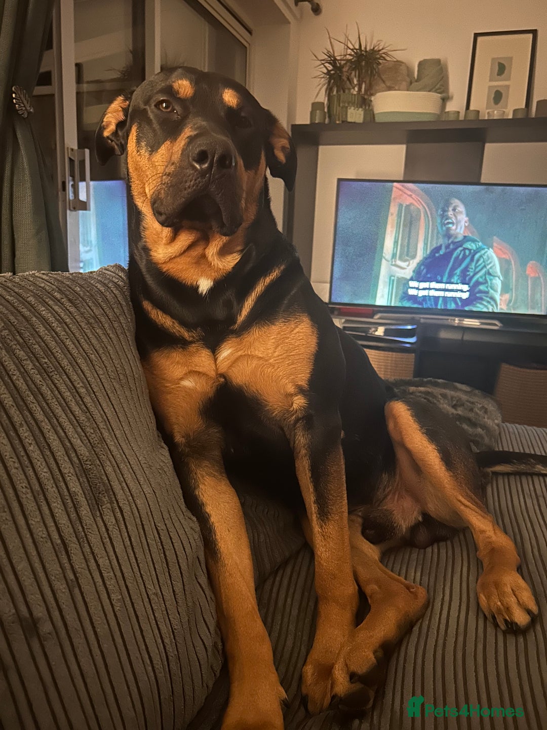Mixed Breed dogs for sale: Beautiful dog needing forever home - Image 10