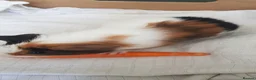 Guinea Pig rodents for sale: Guinea Pigs  in Northolt - Advert 4