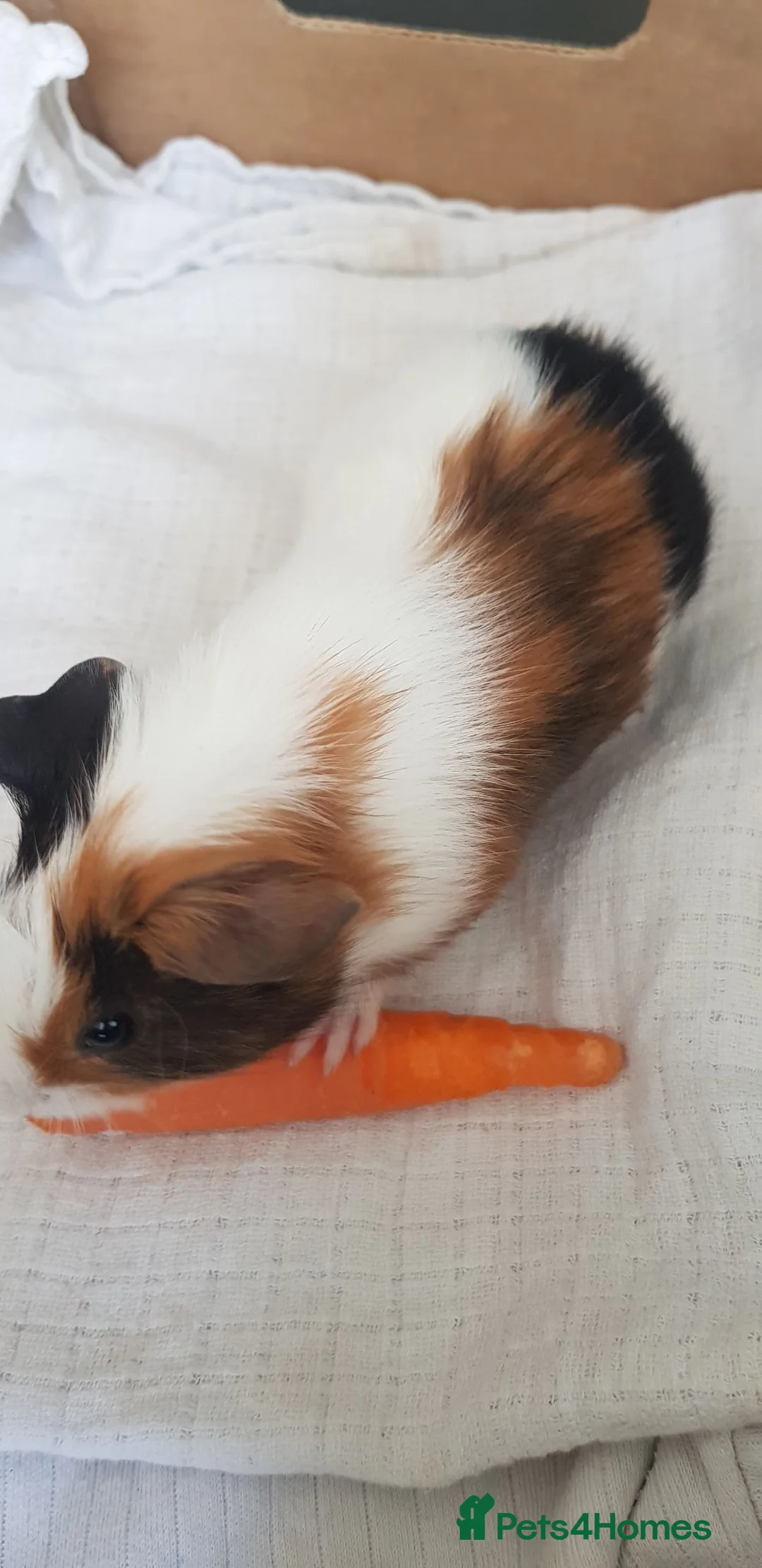 Guinea Pig rodents for sale: Guinea Pigs  in Northolt - Advert 4