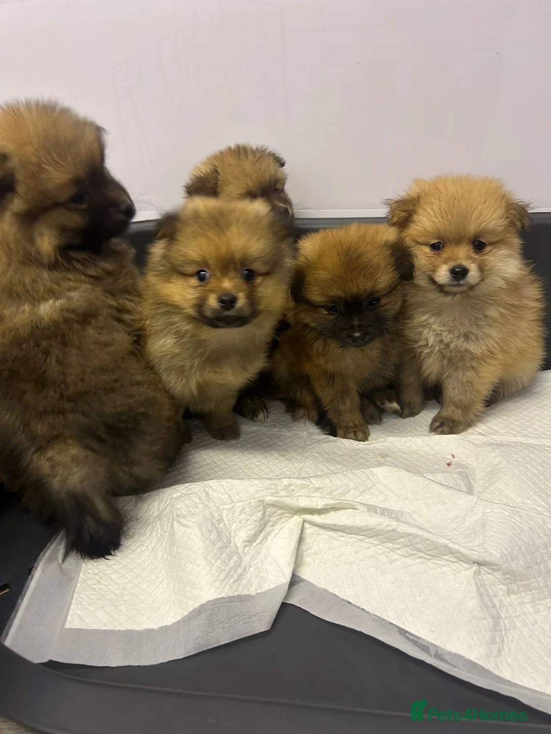 Pomeranian dogs for sale: 4 pomeranin girls and 2 pomeranian boys  - Advert 1