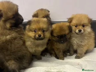 Pomeranian dogs 4 pomeranin girls and 2 pomeranian boys - Advert 1