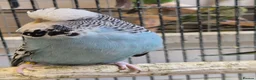 Budgerigars birds for sale: Hens variety colors - Advert 2