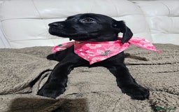 Labrador Retriever dogs for sale: 2boys / 4 girls  READY TODAY FOR FOREVER HOMES - Image 11