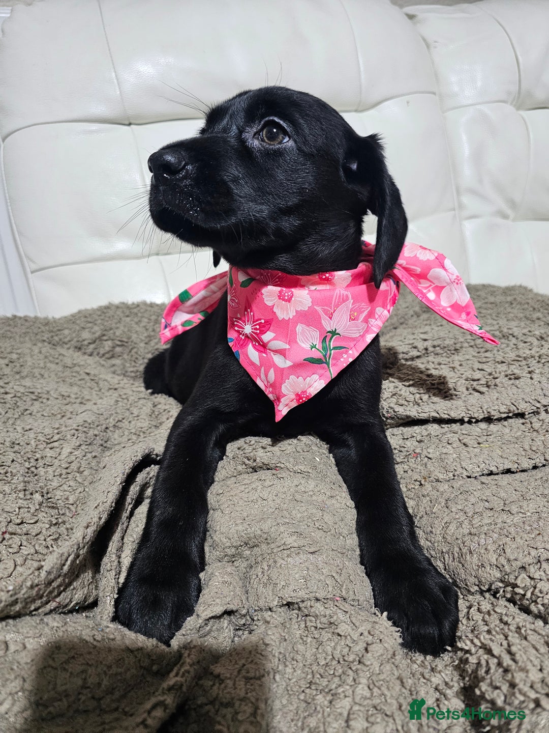 Labrador Retriever dogs for sale: 2boys / 4 girls  READY TODAY FOR FOREVER HOMES - Image 11