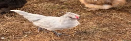 Chickens poultry for sale: Pure Breed Cockerels  - Advert 7