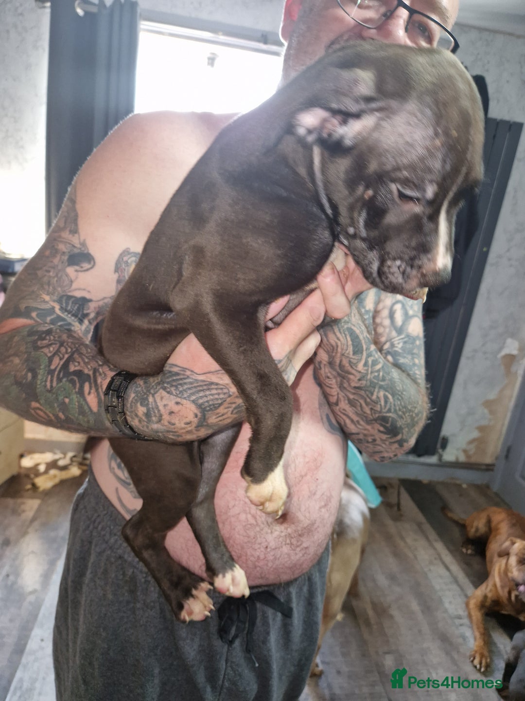 Mixed Breed dogs for sale: Presa/American Johnson bulldog - Image 16