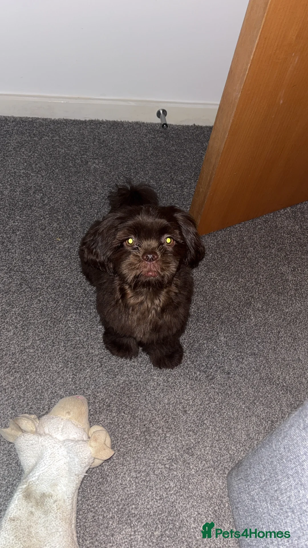 Shih Tzu dogs for stud: Brown Shih Tzu Stud Available - Advert 8