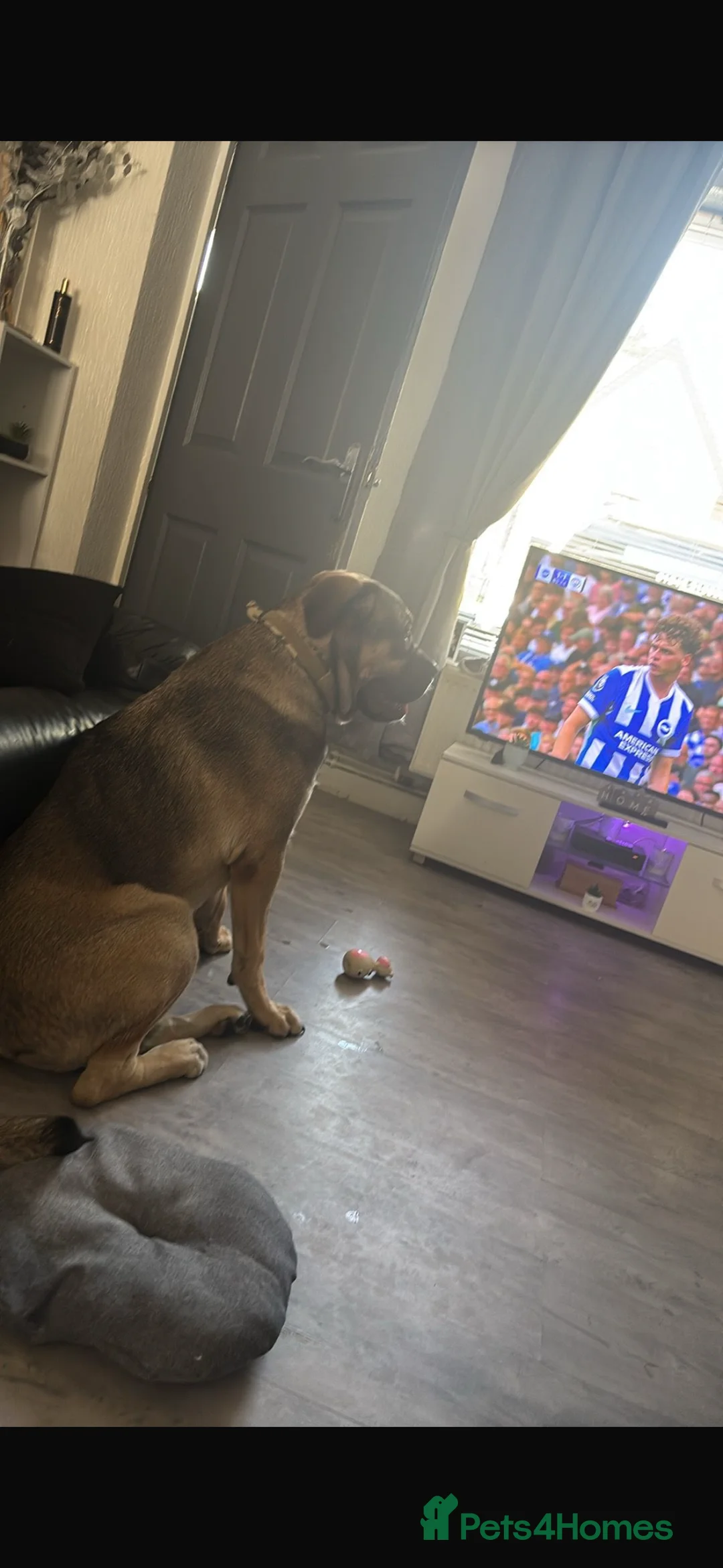 Mixed Breed dogs for sale: 13 month old cane corso / dogue de Bordeaux  - Advert 2