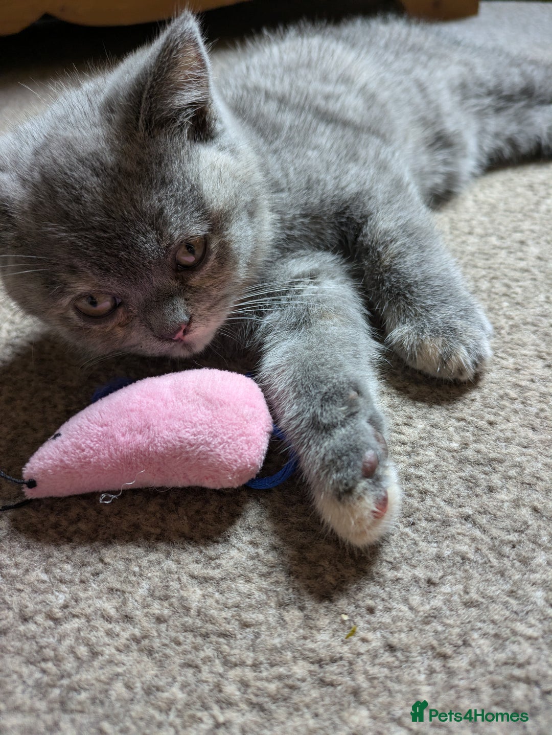 British Shorthair cats for sale: Beautiful female BSH kitten  - Advert 2