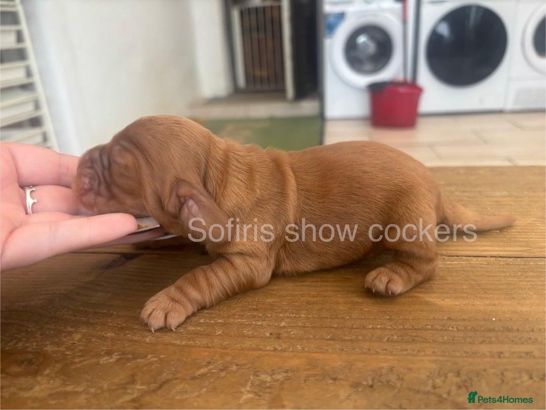 Cocker Spaniel dogs for sale: Last show boy remaining  - Image 11