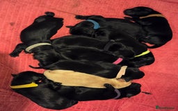 Labrador Retriever dogs for sale: KC Registered 9 Black & 1 Yellow Labrador Puppies - Image 5