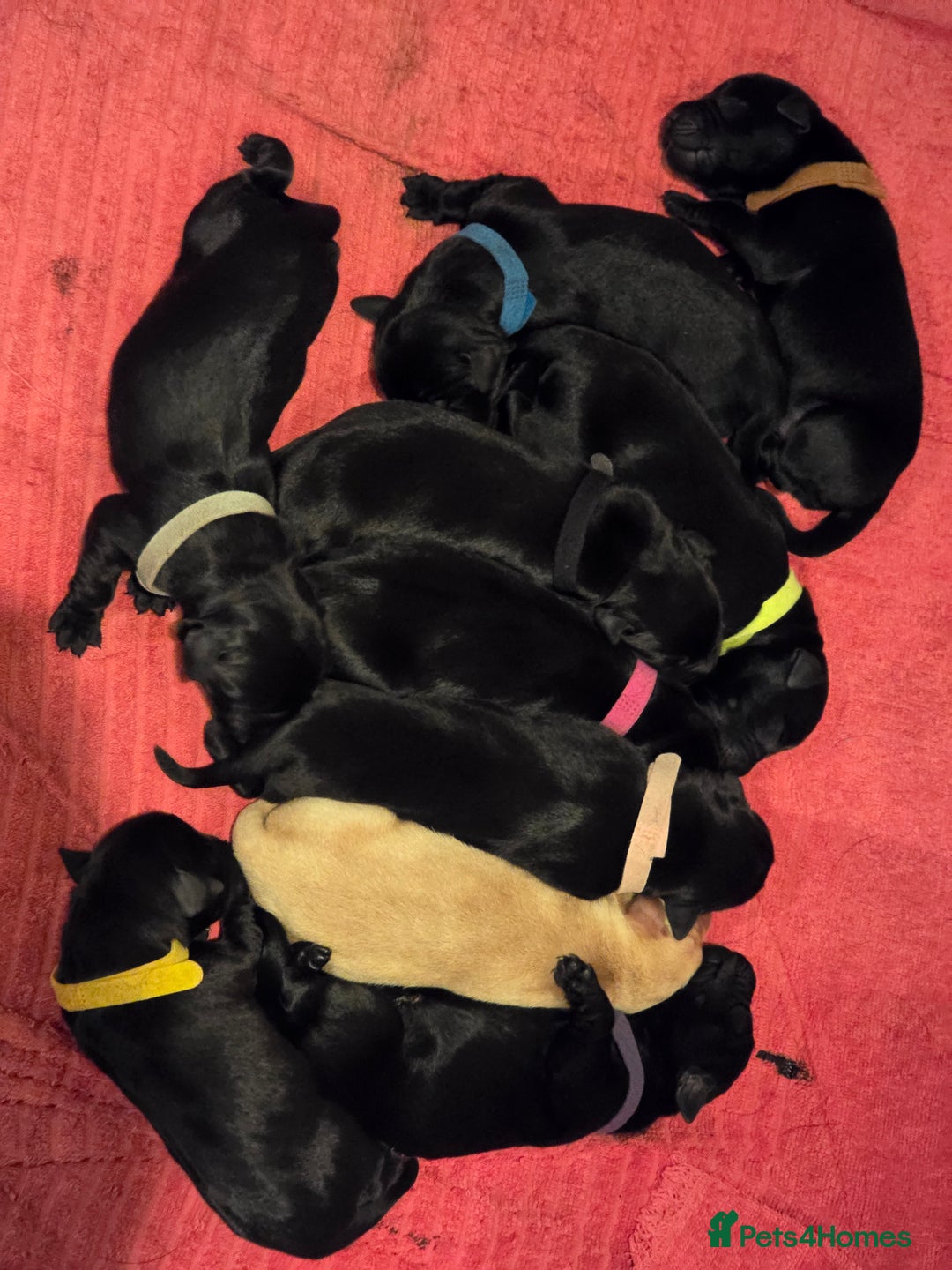 Labrador Retriever dogs for sale: KC Registered 9 Black & 1 Yellow Labrador Puppies - Image 5