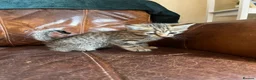 Domestic Shorthair cats for sale: Tabby kittens - Advert 7