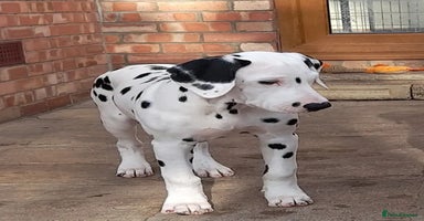 Dalmatian dogs - Advert 15