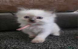 Ragdoll cats for sale: Fully Vaccinated Ragdolls ready 8th Nov - Image 14