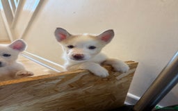 Siberian Husky dogs for sale: 2 stunning Siberian husky puppies for sale - Image 18