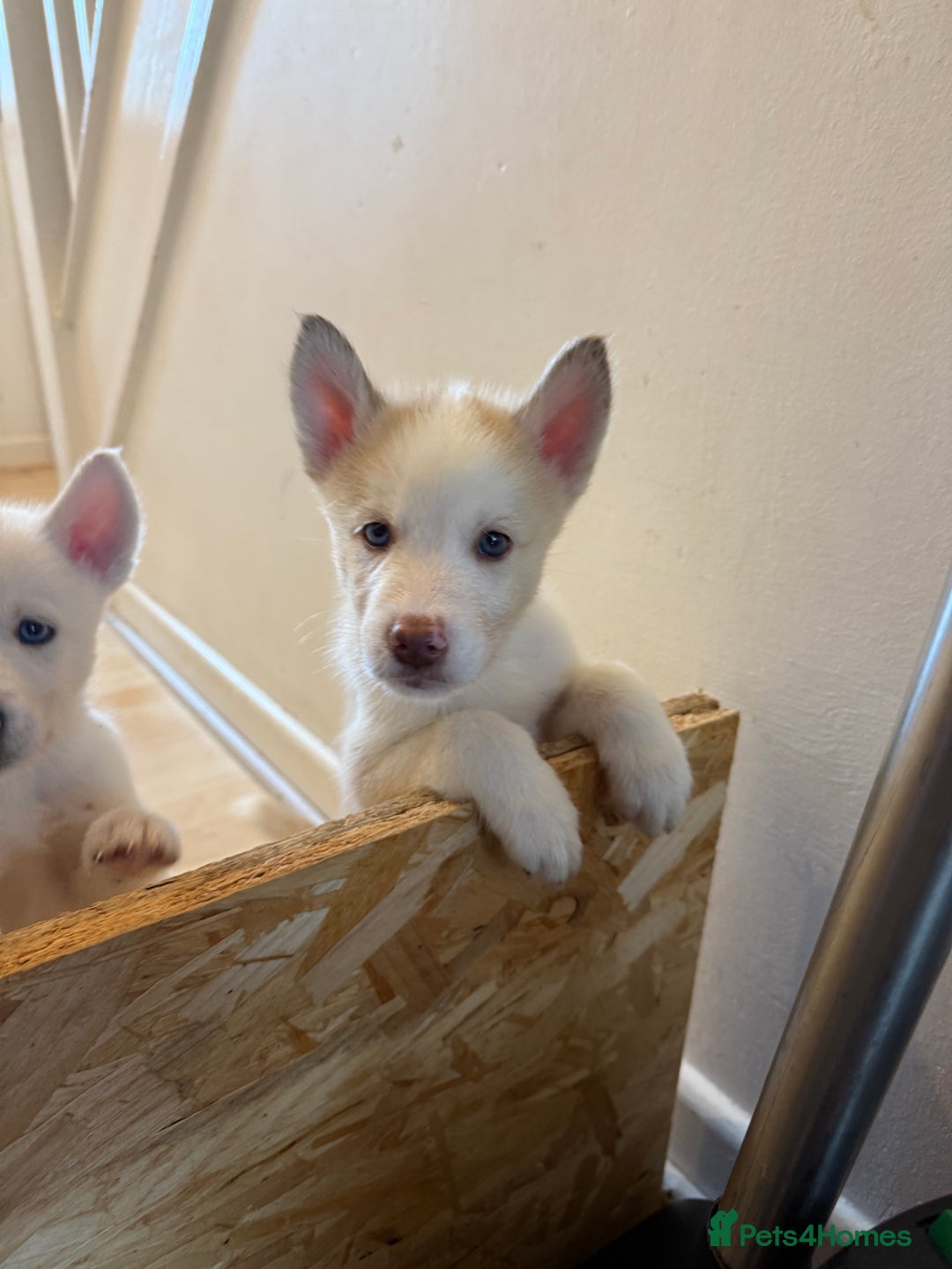Siberian Husky dogs for sale: 2 stunning Siberian husky puppies for sale - Image 18