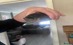 Turtle reptiles for sale: Musk/mud turtles - Image 2