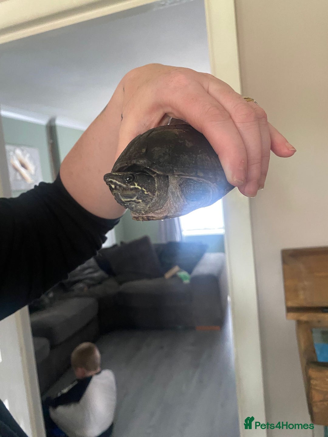 Turtle reptiles for sale: Musk/mud turtles - Image 2