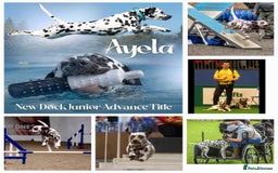 Dalmatian dogs for sale: Beautiful Dalmatian Puppies - Image 8