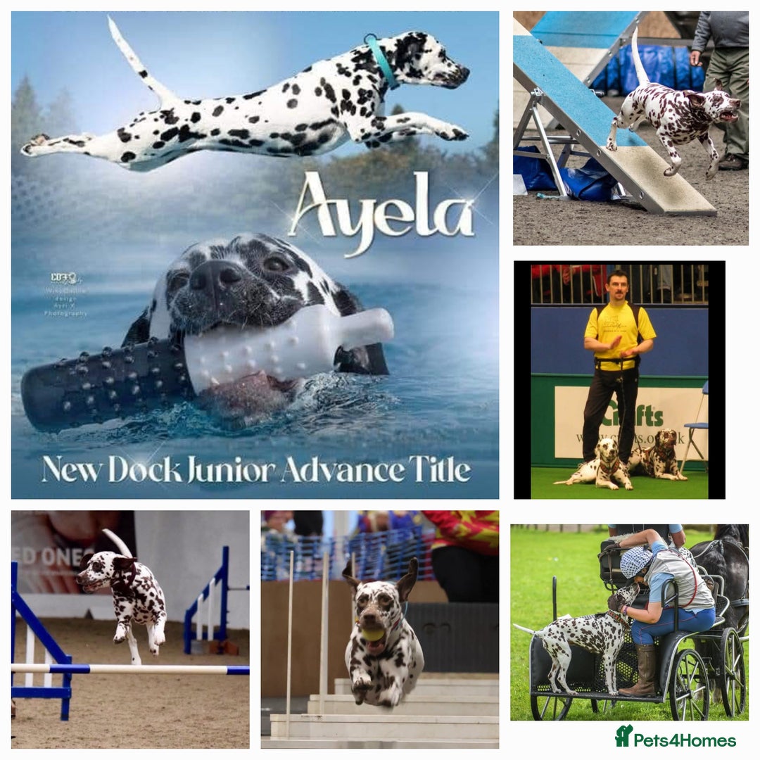 Dalmatian dogs for sale: Beautiful Dalmatian Puppies - Image 8