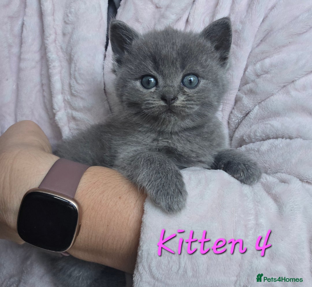 British Shorthair cats for sale: Kittens - Image 8
